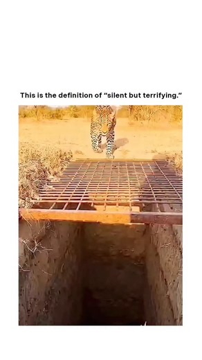 Dark Vids on Instagram: "This video features a striking close-up of a leopard, one of the most adaptable and stealth-driven predators on the planet, showing off the traits that make this big cat such a dominant force in the wild. Its golden coat covered in perfectly formed rosettes, the effortless balance, the slow controlled movements — everything about this animal highlights why leopards survive in environments that would break other predators. What makes the clip so captivating is how clearly