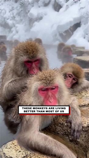 9.5K views · 50 reactions | Spa day for Monkeys | The Lowdown | Facebook