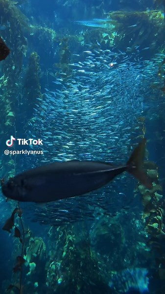 Visiting Monterey Bay Aquarium: A Peaceful Escape