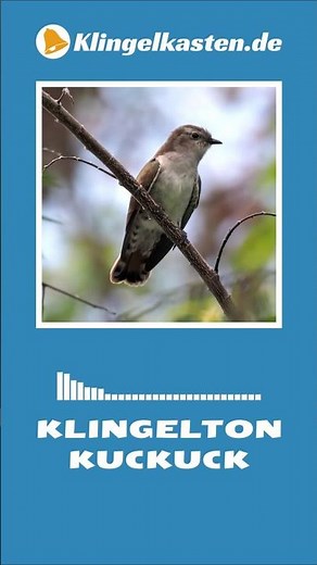 Klingelton Kuckuck – kostenlos runterladen