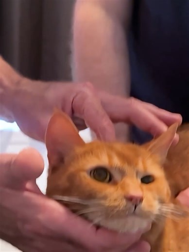 Red took a bad fall and started dragging his back legs #chiropratica #cat #dogchiropractor