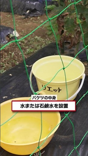 [Cucurbit Leaf Beetle Control] Easy DIY Bucket Trap! Just Set It and Forget It #ShareHata #Farmin...