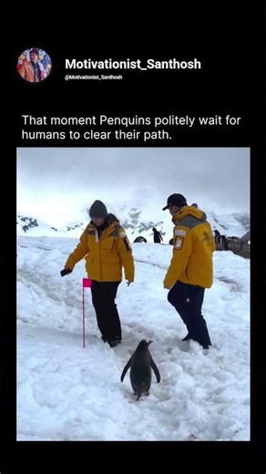 Why Penguins Refuse To Walk Around People 🐧😮| #shorts #viral