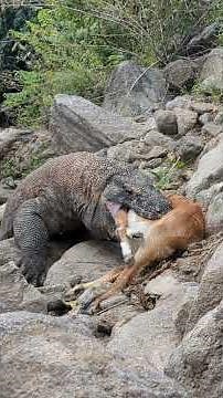 Komodo Struggle: Witness Giant Komodo's Desperate Attempt to Consume #Giant #komodo #komododragons