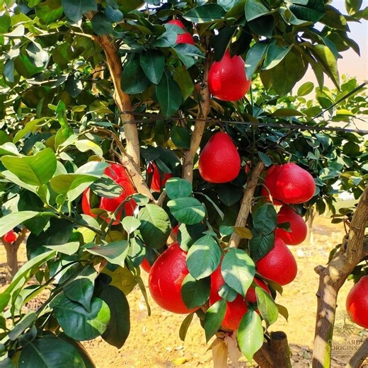 Live Ruby Red Grapefruit Tree Starter Plant | Sweet Citrus Sapling | Indoor Garden Fruit Tree - Etsy