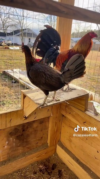 Gallos Brown Red - Top Tips for Breeding and Care
