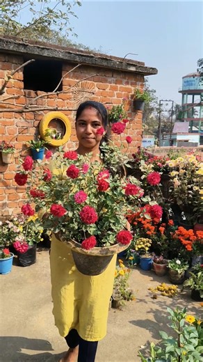 Short garden view💁 of my garden🌱 🏡#shorts#gardening #rosy's jannat 😉