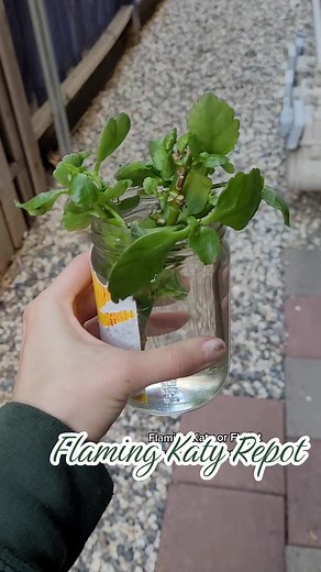 repotting my flaming katy or florist kalanchoe cuttings! they better not get mealy bugs again... #plants #houseplants #succulents #planttok #flamingkaty #planttiktok #fyp #foryou #plantsoftiktok #kalanchoe