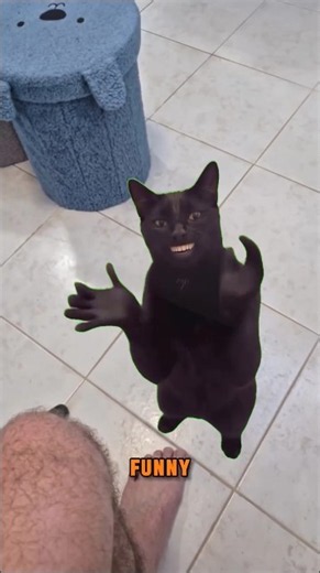 Clapping cat is real and it's hilarious 🐈‍⬛👏 #cat #funnycats #shorts