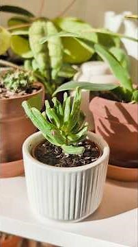 how to know if a jade cutting is rooted