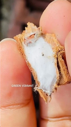 How animals use dead wood as a building block for habitat? #shorts