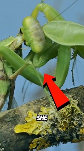 Why do female mantises eat males?