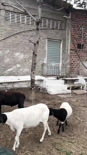 1.2K views · 42 reactions | Goat like play ❤#goat #goats #goatworthy #Goatcheese #goatsofinstagram #goatee #GoAtleti | Eris hosy | Facebook