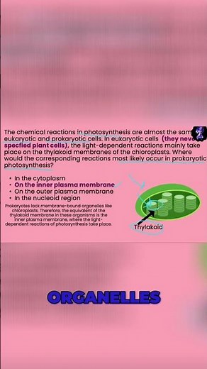 "Thylakoids: The Inner Structure That Boosts Sunlight Absorption"