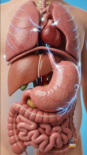 This Is What Happens Inside Your Stomach When You Overeat | The Science of Overeating Explained