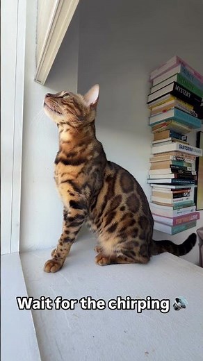 Pickles the Bengal Cat chirping at birds 😻💚 #bengalcat #catsounds