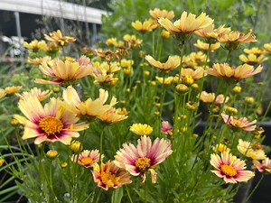 Vibrant Coreopsis Tickseed Live Plant: Easy-growing Perennial Wildflower for Garden Beauty - Etsy