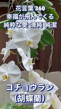 花言葉 360 コチョウラン