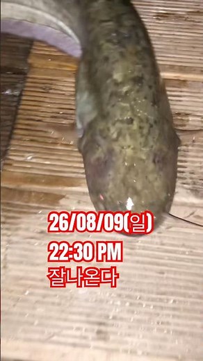 22:30 PM 잘나옵니다 #낚시터 #낚시 #낚시릴 #낚시조황 #낚시반바지 #낚시입문 #낚시사랑 #낚시방송 #낚시영상 #낚시실패 #찌올림 #향어낚시 #향어 #낚시터추천 #떡밥낚시
