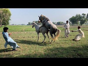 Ful hot 🥵 Horse Mating and Breeding Explained in Simple Steps