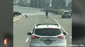 Traffic on a busy road in Prince George, Canada, stood still as an adult moose led a moose calf off the highway, as seen in a video posted to TikTok recently. | Breitbart