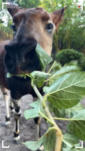 In case you need a dose of cuteness, here's Zelda the okapi munching on one of her favorite foods: mulberry leaves! 🍃 #AnimalKingdom #DisneyWorld #KeeperCam | Disney's Animals, Science and Environment