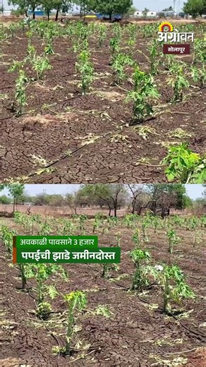 Solapur Rain Damage : 3 हजार पपईची झाडे जमीनदोस्त, पंचनामे न झाल्याने शेतकऱ्यांमध्ये संताप | Agrowon