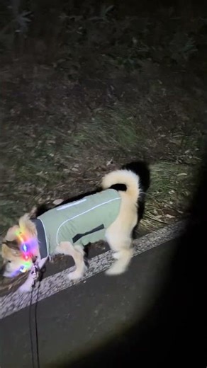 まめちゃんの深夜雲固強化週間が始まる午前1:18