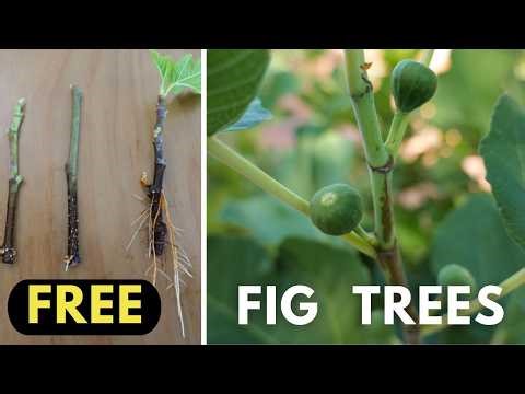 How to Grow Fig Trees from Cuttings (Easy Propagation Guide)