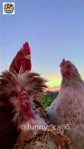 This chicken can SING better than me 😭🐔 #shorts
