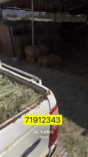 حجم البرايد في مزرعة الكامل