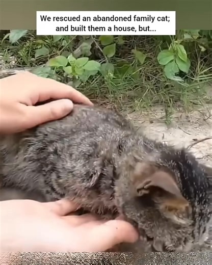 From Abandonment to Dream Home🙏 We found this abandoned tabby cat and her tiny kittens desperately struggling on the streets. 💔 Seeing their plight, we rushed them to safety and built them a cozy, custom-made house! Now they’re safe, fed, and thriving! Watch their incredible transformation and see the beautiful home we made for them. Every life deserves a second chance. 👉 Click the link below to see the full heartwarming story and how you can help! #AnimalRescue #RescueCat #KittenLove #Second