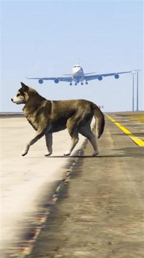 Husky Invades Runway During A380 Landing in GTA 5