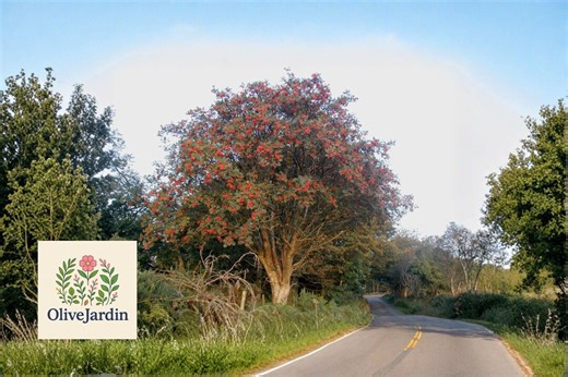 50 Rowan Tree Seeds – Sorbus Aucuparia – European Mountain Ash - Etsy