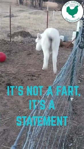 Was that a Donkey Fart? Subscribe for more great videos. #farmlife #funnyanimal #babydonkey