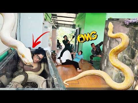 Brave Expert Rescue Ethnic Girl from Giant White Python Attack