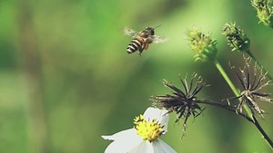 索尼rx10m4黑卡胖卡960FPS慢动作测试视频