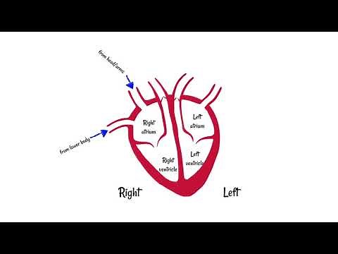 Structure of the Heart