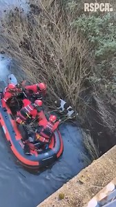 Video shows dramatic moment dog is rescued from riverbank in Yorkshire | Yorkshire Post