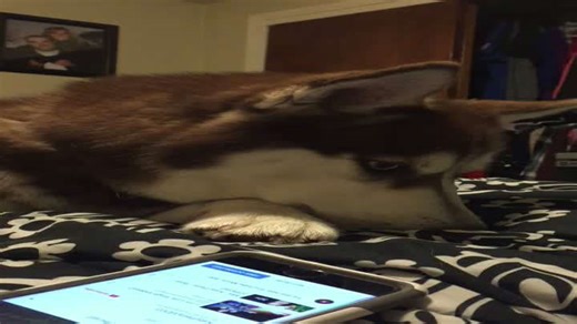 "Majestic Husky Belts Out ""Roar"" in Viral Video"