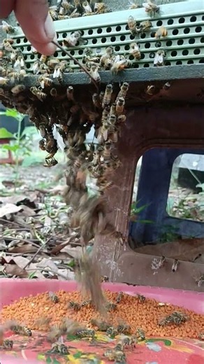 Amazing Bee Pollen Harvest | Worker Bees Collecting Fresh Pollen from Flowers 🌼