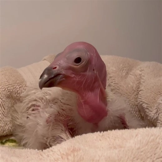 24K views · 1.8K reactions | Fluffing up your feed with the first California condor chick of the season 讀 | San Diego Zoo Safari Park | Facebook