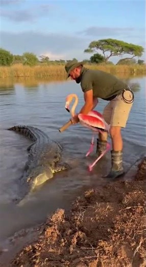 Seconds From Disaster: Man Pulls Flamingo Away From Crocodile