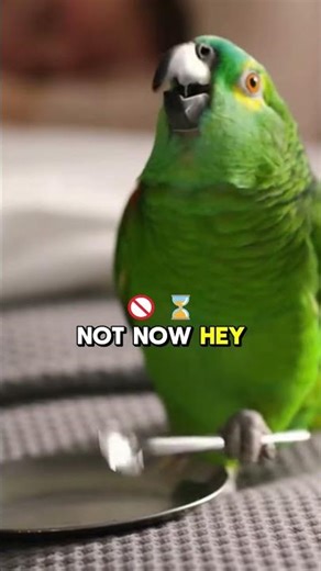She Was Sleeping—Then the Parrot Started BANGING 🥄🦜