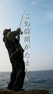 I went to the rocky shore to target large spring squid. #shorts #eging #fishing