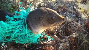 This baby seal was SO relieved to get free and get back to the ocean! | The Dodo