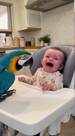 Parrot Starts Mimicking a Crying Baby... The Baby's Reaction is Priceless! 🥰🥰 #baby #parrot #funny