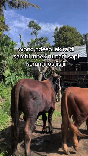 Peternak Sapi Jumbo di Indonesia: Tips dan Trik