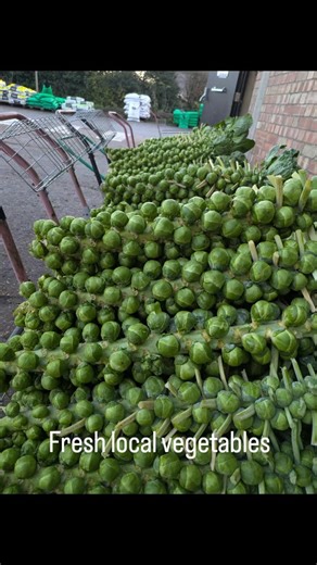 Fresh local Christmas veg is in. Sprout sticks from Cambridgeshire, parsnips and carrots from near Brandon, cauliflowers and cabbages from Lincolnshire. Potatoes from Suffolk: 25kg bag are £10, 10kg bag £5. Last few trees and Christmas wreaths | Darwin Nurseries & Farm Shop