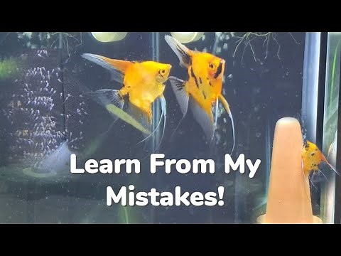 Super Red Koi Angelfish Breeding: Learn From My Mistakes! Raising From Eggs to Free Swimming Fry